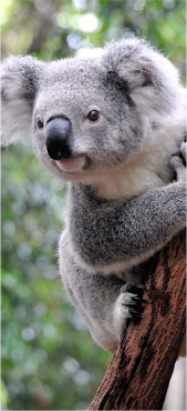 Sticker Porte Koala - Sticker Porte