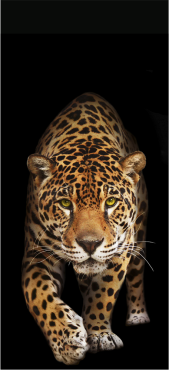 Sticker Porte Leopard - Sticker Porte