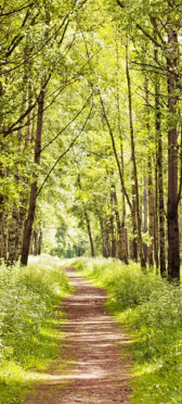 Sticker Porte Chemin En Foret 1 - Sticker Porte
