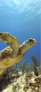 Sticker Porte Tortue De Mer - Sticker Porte