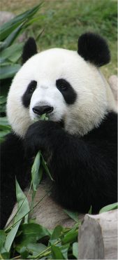Sticker Porte Panda - Sticker Porte