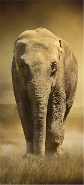 Sticker Porte Elephant - Sticker Porte