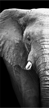 Sticker Porte Elephant 2 - Sticker Porte