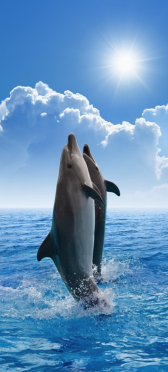 Sticker Porte Dauphins - Sticker Porte