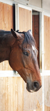 Sticker Porte Cheval - Sticker Porte