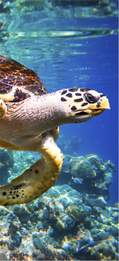 Sticker Porte Tortue De Mer 2 - Sticker Porte