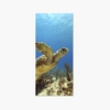 Sticker Frigo Tortue De Mer Sticker Frigo Tortue De Mer