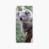 Sticker Porte Koala Sticker Porte Koala