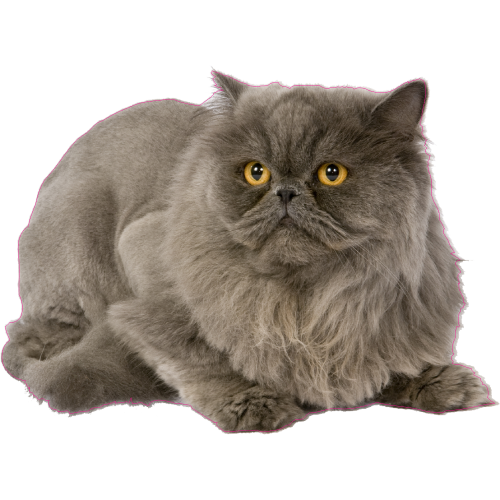 Autocollant Chat Persan Mpa Deco