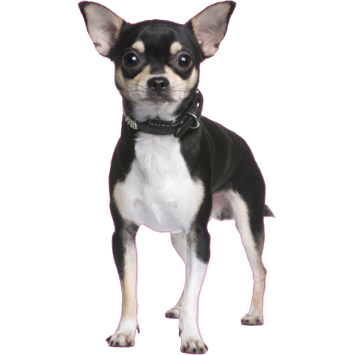 Autocollant chien-Chihuahua | MPA Déco