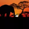 Papier Peint Panoramique Savane Couché de Soleil Elephant