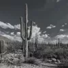 Papier Peint Panoramique Cactus Noir et Blanc 2