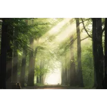Papier Peint Panoramique Forêt Nature