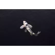 Papier Peint Panoramique Poisson Carpe Koï