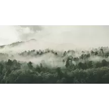 Papier Peint Panoramique Forêt Brumeuse