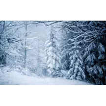 Papier Peint Panoramique Forêt Hiver