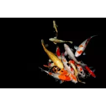 Affiche personnalisée Poissons Carpes Koï