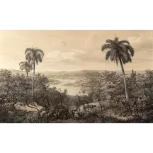 Papier Peint Panoramique Jungle Vintage Effet Dessin