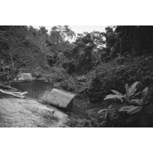 Papier Peint Panoramique Jungle Photo Noir et Blanc