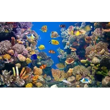 Papier Peint Panoramique Aquarium Poissons