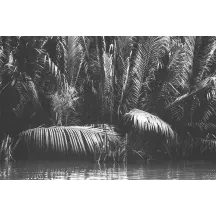 Papier Peint Panoramique Jungle Noir et Blanc 3