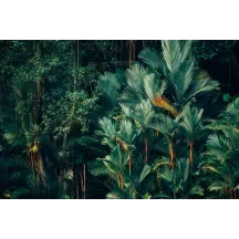 Papier Peint Panoramique Jungle Tropic Feuilles 2