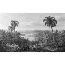 Papier Peint Panoramique Jungle Forêt Noir et Blanc