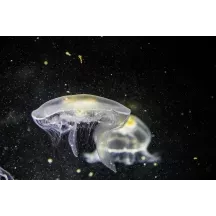 Papier Peint Panoramique Méduse Blanche