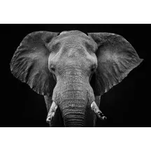 Papier Peint Panoramique Eléphant