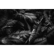 Papier Peint Panoramique Palmier Noir