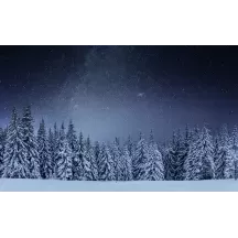 Papier Peint Panoramique Forêt Nuit Étoilée