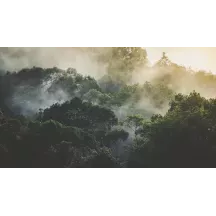 Papier Peint Panoramique Jungle Brumeuse