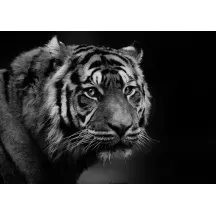 Papier Peint Panoramique Tigre