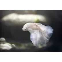 Papier Peint Panoramique Poisson Combattant