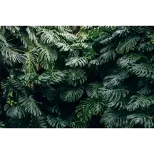 Papier Peint Panoramique Jungle Feuilles Monstera