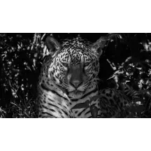 Papier Peint Panoramique Leopard