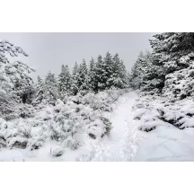 Papier Peint Panoramique Foret Enneigée