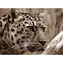 Papier Peint Panoramique Léopard 2