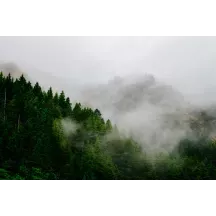 Papier Peint Panoramique Foret Jungle Brouillard