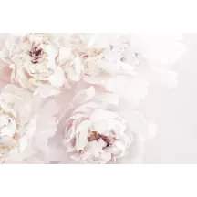 Papier Peint Panoramique Pivoine
