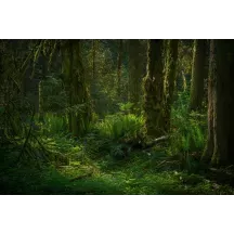 Papier Peint Panoramique Jungle Feuilles