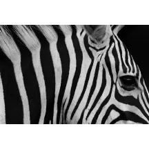 Papier Peint Panoramique Zèbre Nature