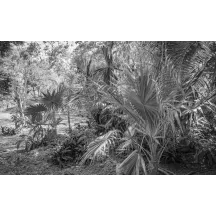 Papier Peint Panoramique Jungle Noir et Blanc