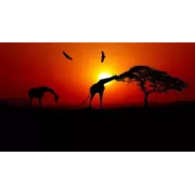 Papier Peint Panoramique Savane Couché de Soleil Girafes