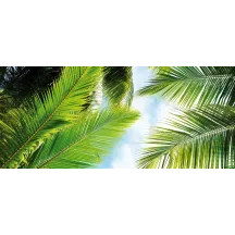 Papier Peint Panoramique Tropical Feuilles