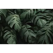 Papier peint Panoramique Feuilles tropicales 2