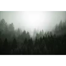 Papier Peint Panoramique Foret Brumeuse 3