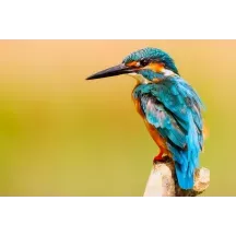 Papier Peint Panoramique Oiseau Bleu