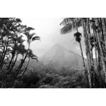 Papier Peint Panoramique Jungle Forêt Noir et Blanc 2