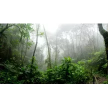 Papier Peint Panoramique Jungle Profondeur Lianes